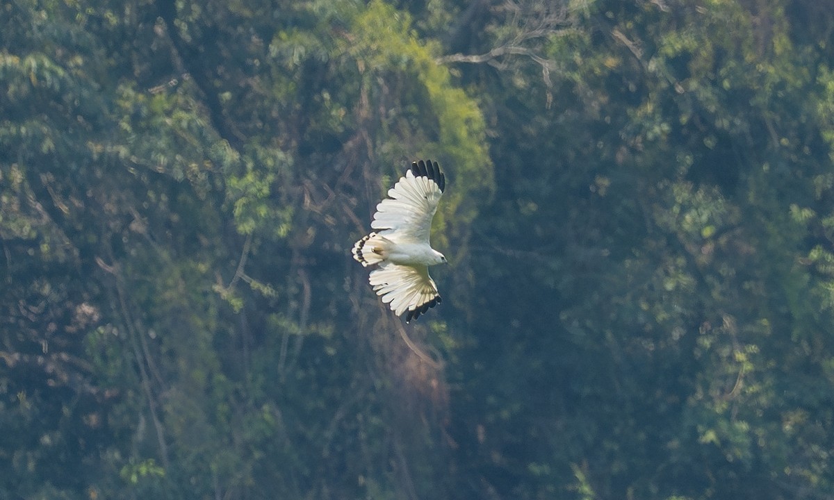White Hawk (Snowy) - ML636547846