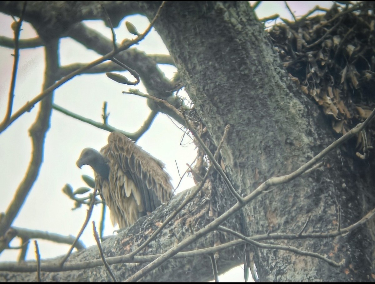 Slender-billed Vulture - ML636547847