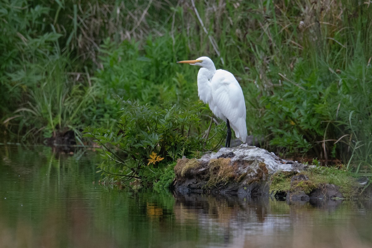 Цасч дэглий - ML636547853