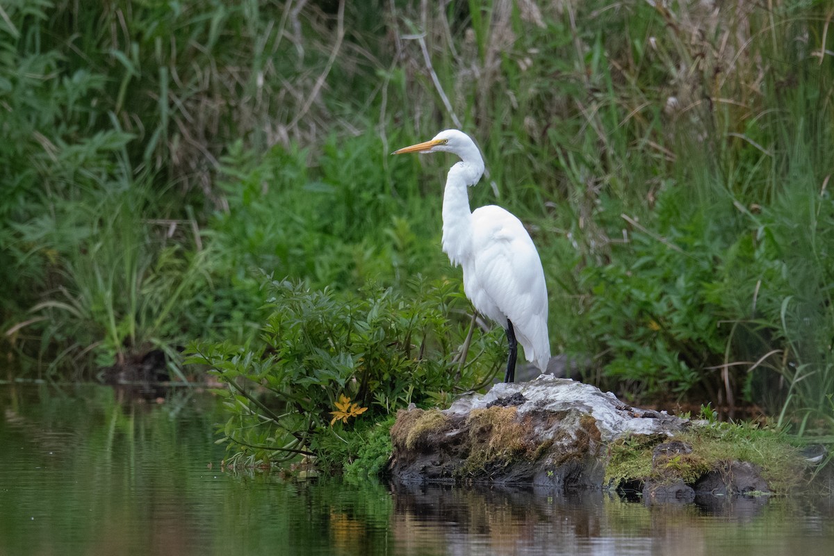 Цасч дэглий - ML636547854