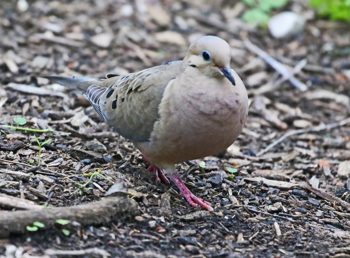 Mourning Dove - ML636547866