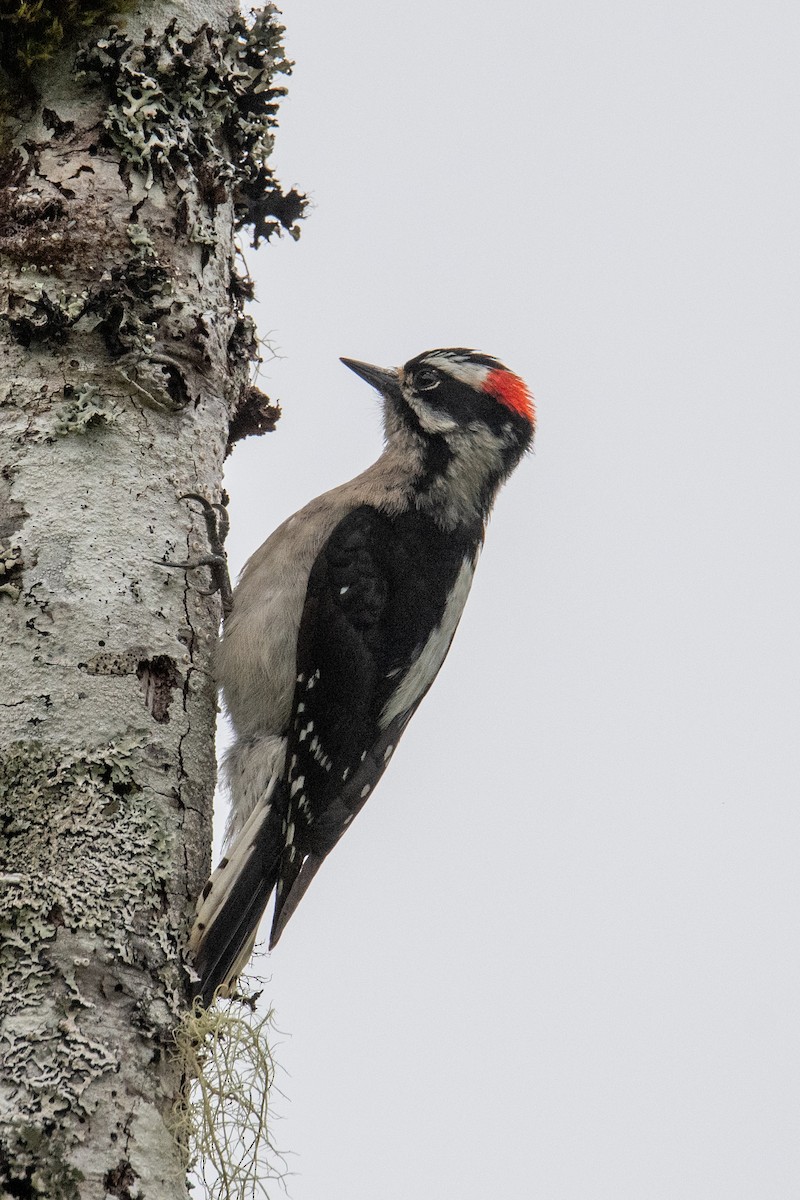 Downy Woodpecker - ML636547870