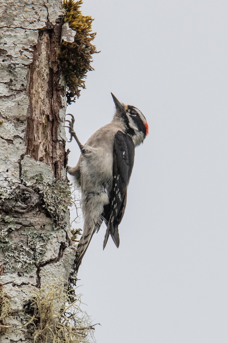 Downy Woodpecker - ML636547871