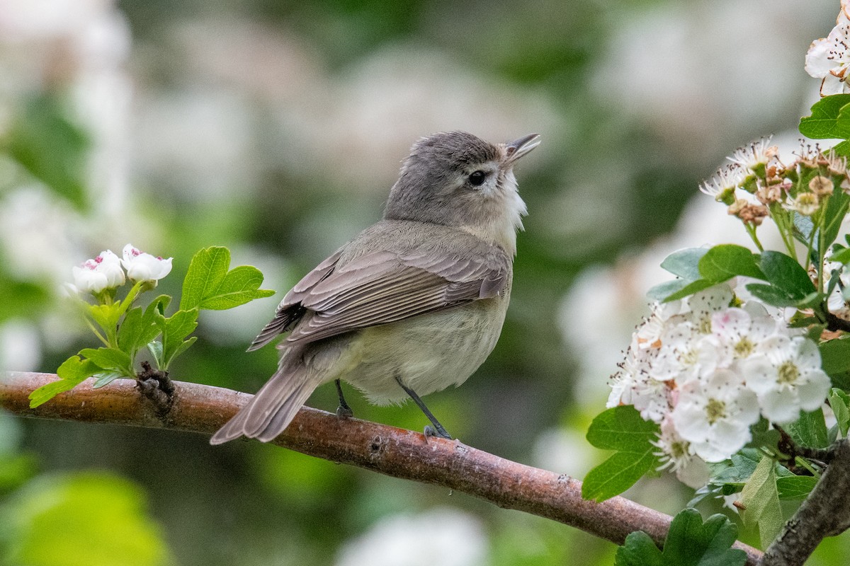 Warbling Vireo - ML636547899