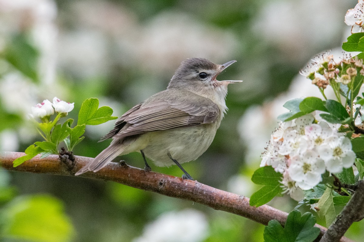 Warbling Vireo - ML636547900