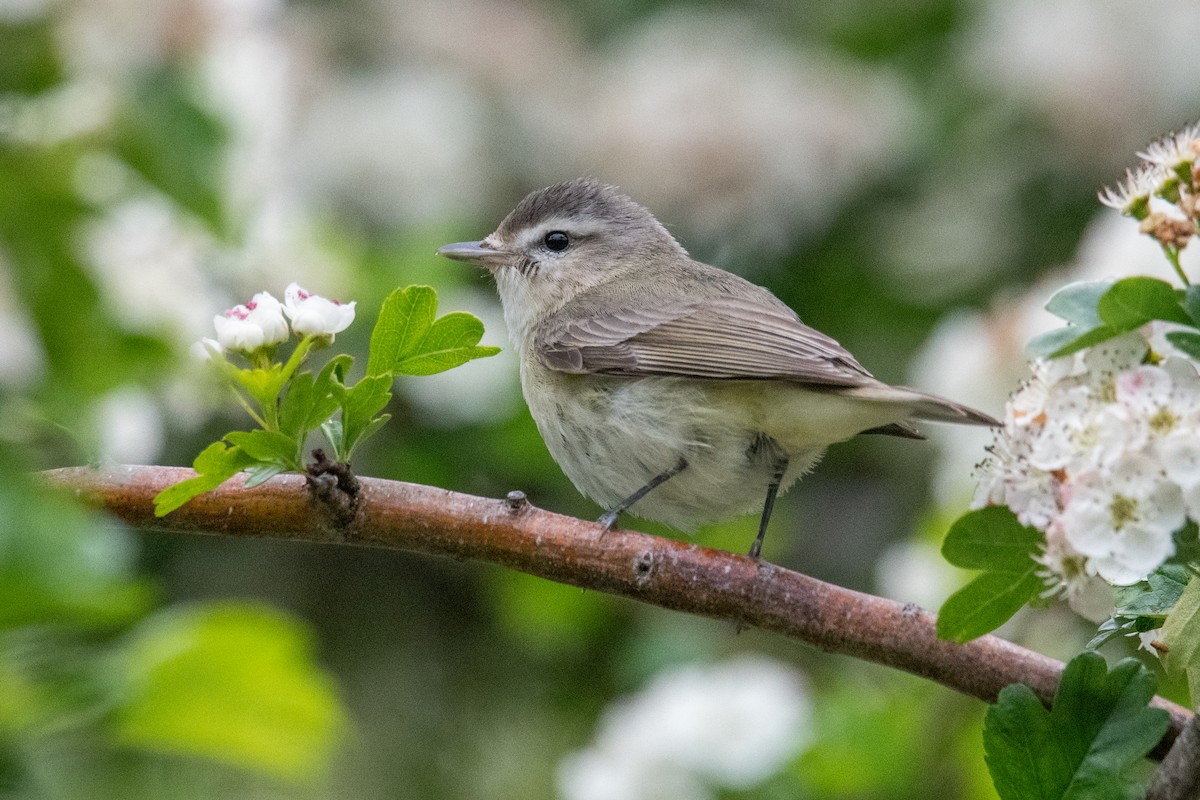 Warbling Vireo - ML636547901