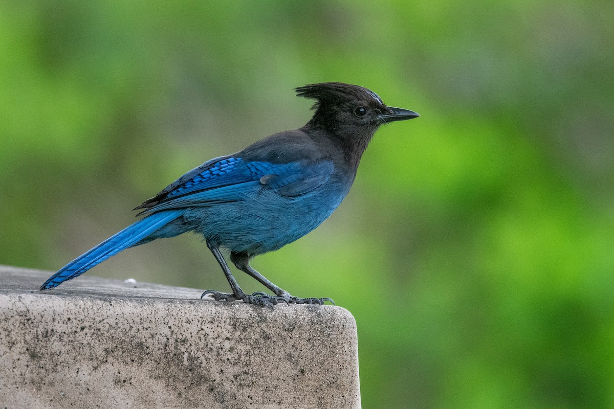 Steller's Jay (Coastal) - ML636547909