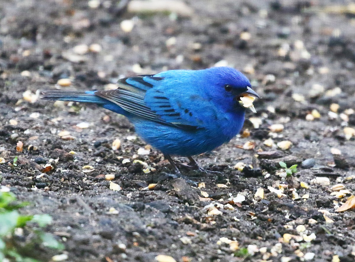 Indigo Bunting - ML636547925