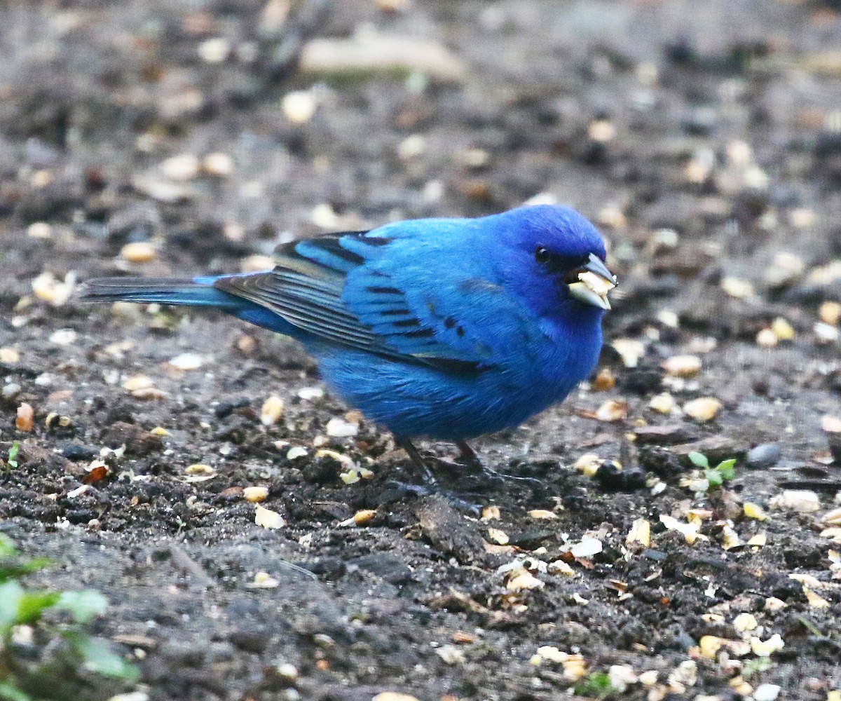 Indigo Bunting - ML636547926