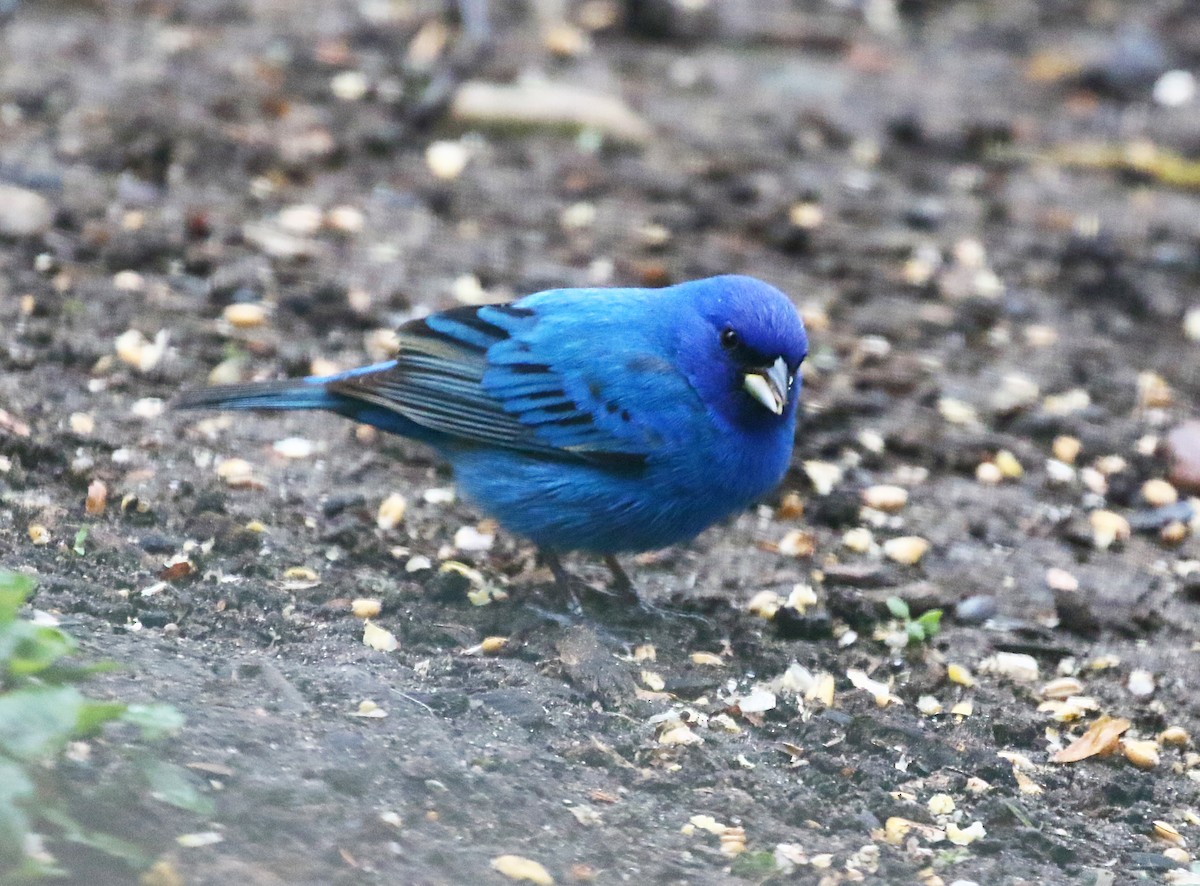 Indigo Bunting - ML636547927