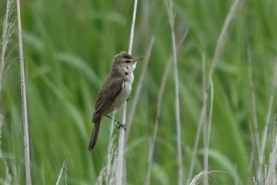 Japanese Bush Warbler - ML636547970