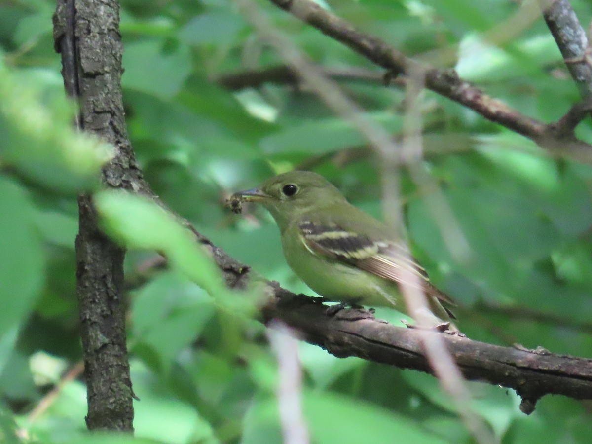 Acadian Flycatcher - ML636548004