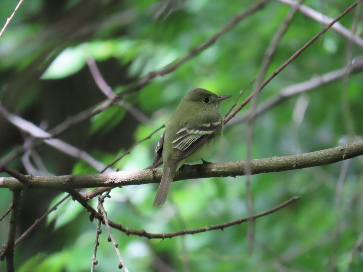 Acadian Flycatcher - ML636548006