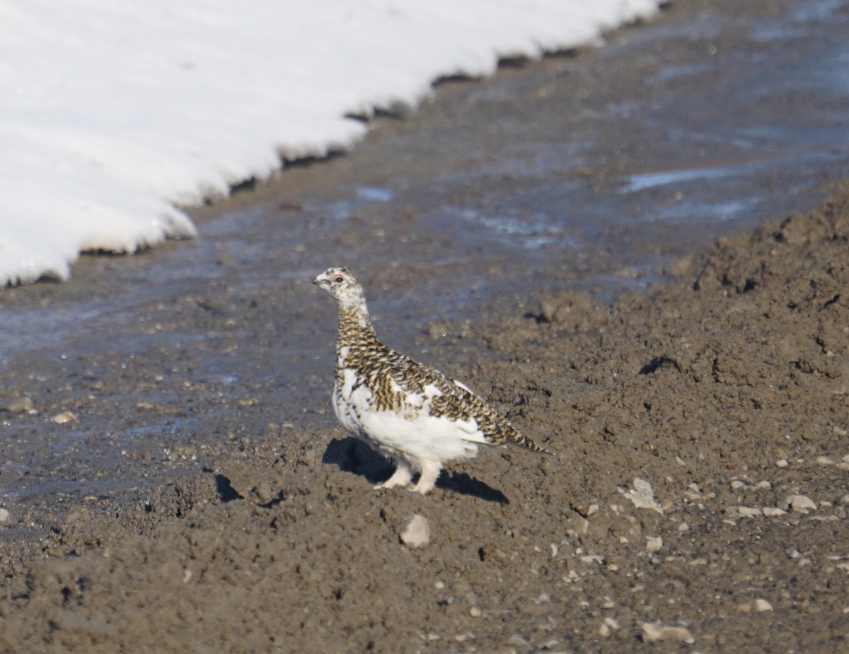 Rock Ptarmigan - ML636548034