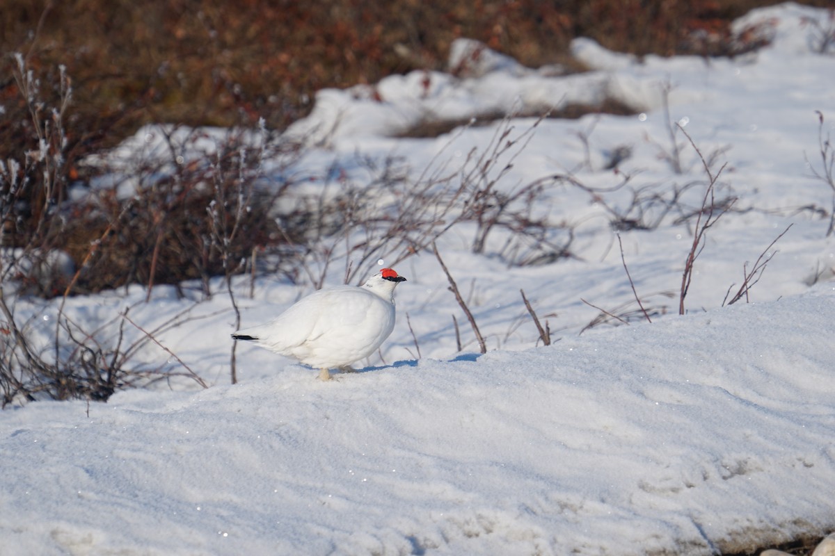 Rock Ptarmigan - ML636548035