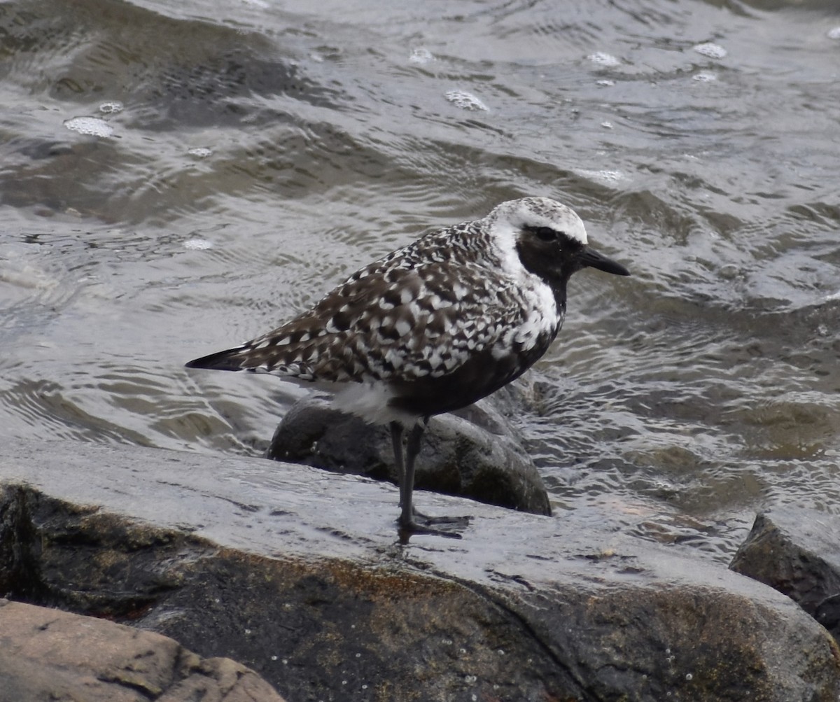 Black-bellied Plover - John S Powell