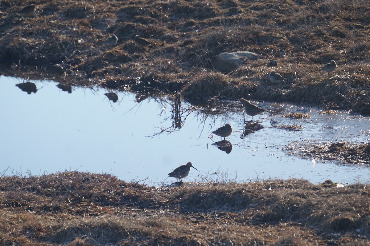 Long-billed Dowitcher - ML636548053