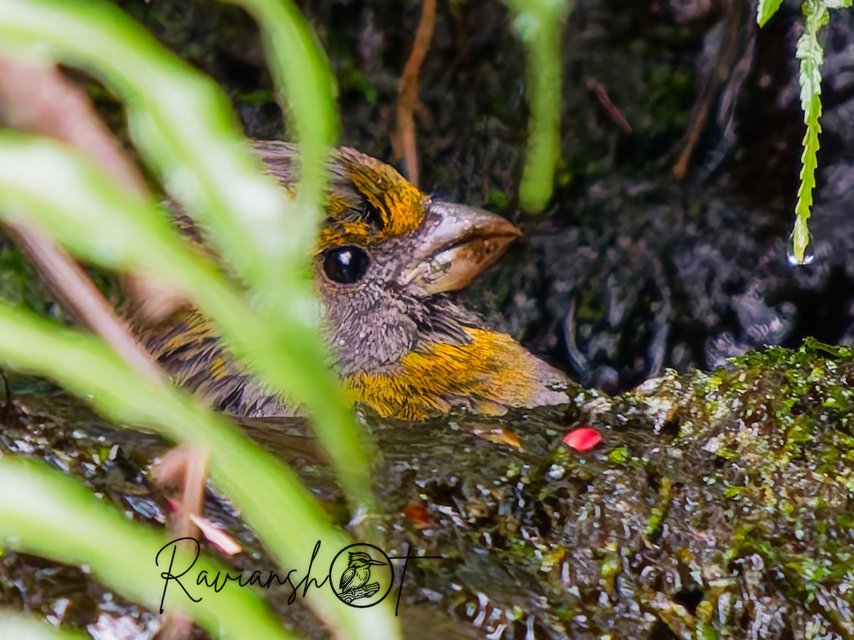 Crimson-browed Finch - ML636548082