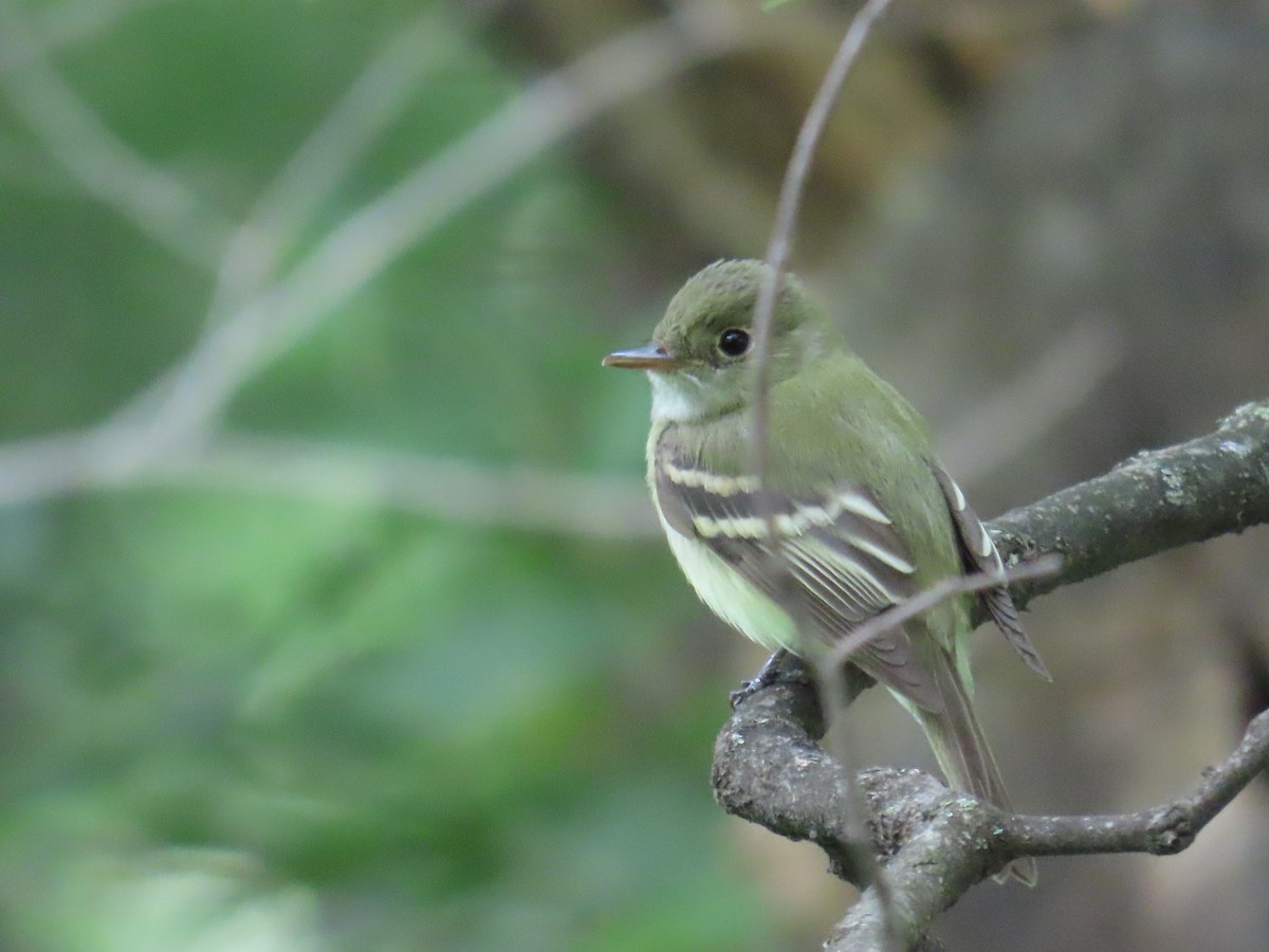 Acadian Flycatcher - ML636548091