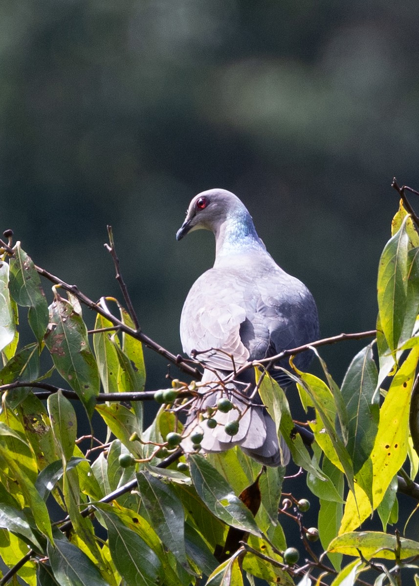 Ring-tailed Pigeon - ML636548171