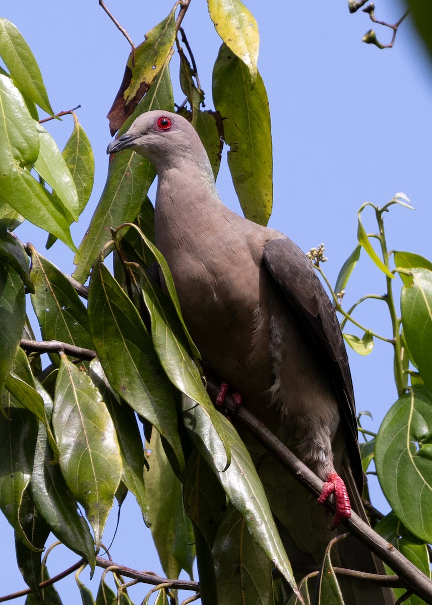 Ring-tailed Pigeon - ML636548172