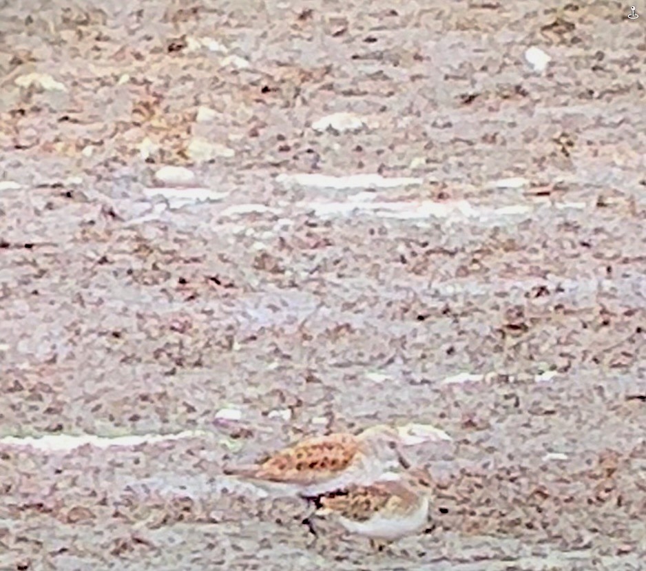 Dunlin - ML636548242