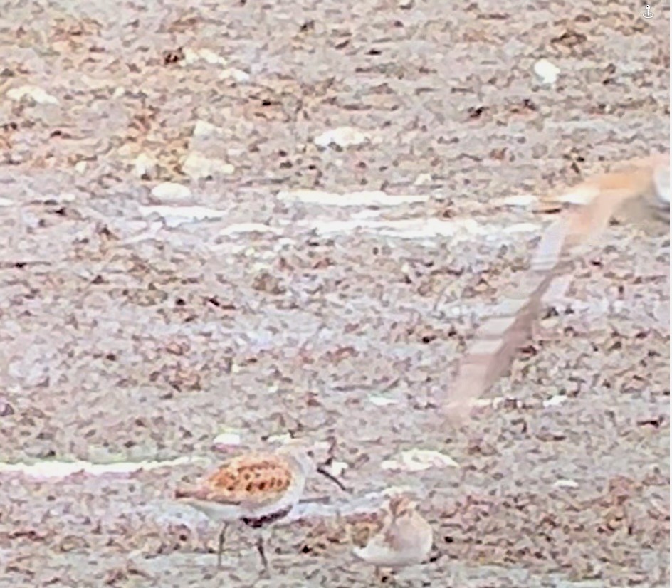 Dunlin - ML636548246