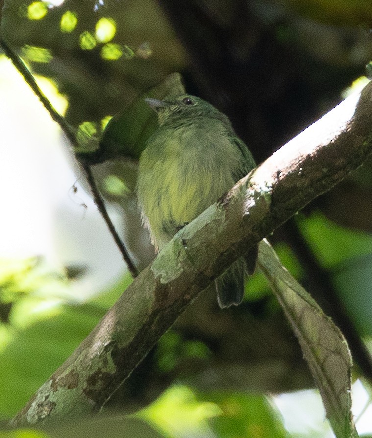 Dwarf Tyrant-Manakin - ML636548256