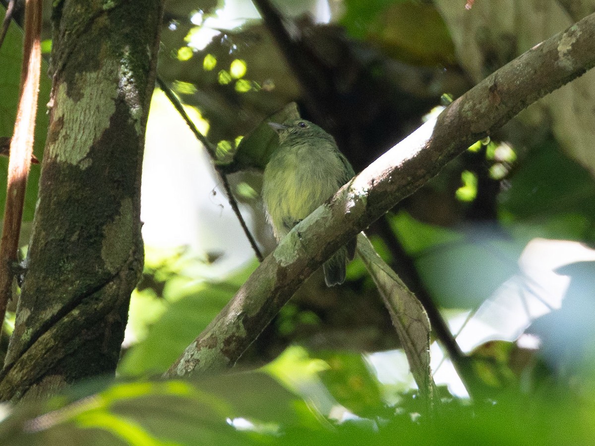 Dwarf Tyrant-Manakin - ML636548257