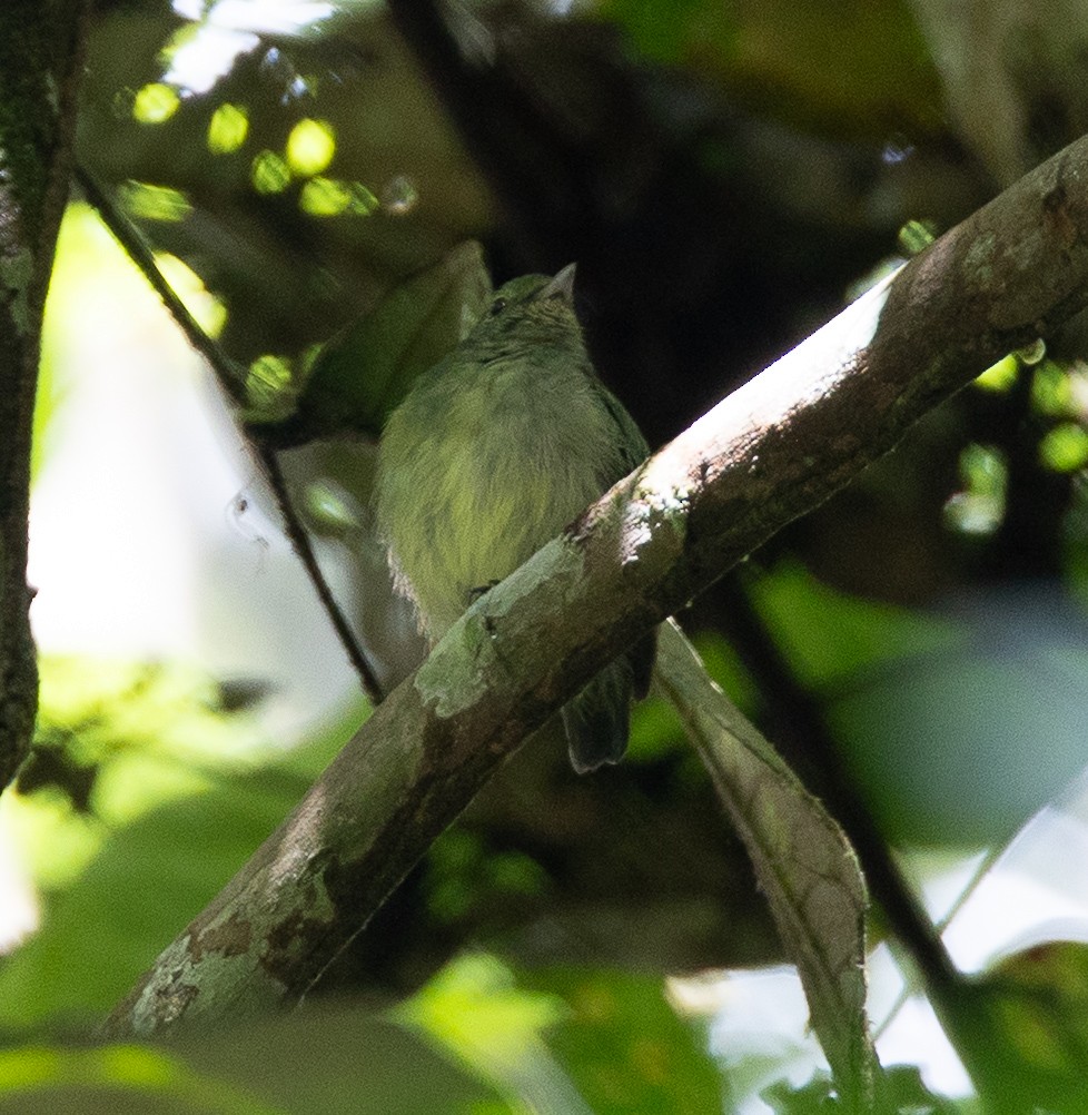 Dwarf Tyrant-Manakin - ML636548258