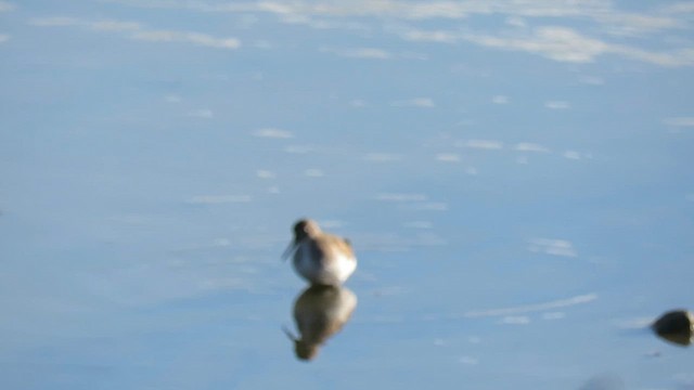 Solitary Sandpiper - ML636548268