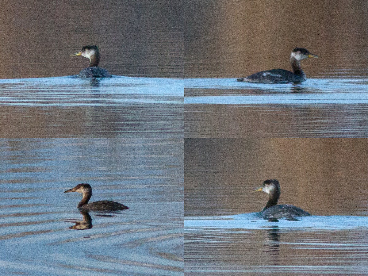 Буурал шунгуур - ML63654831