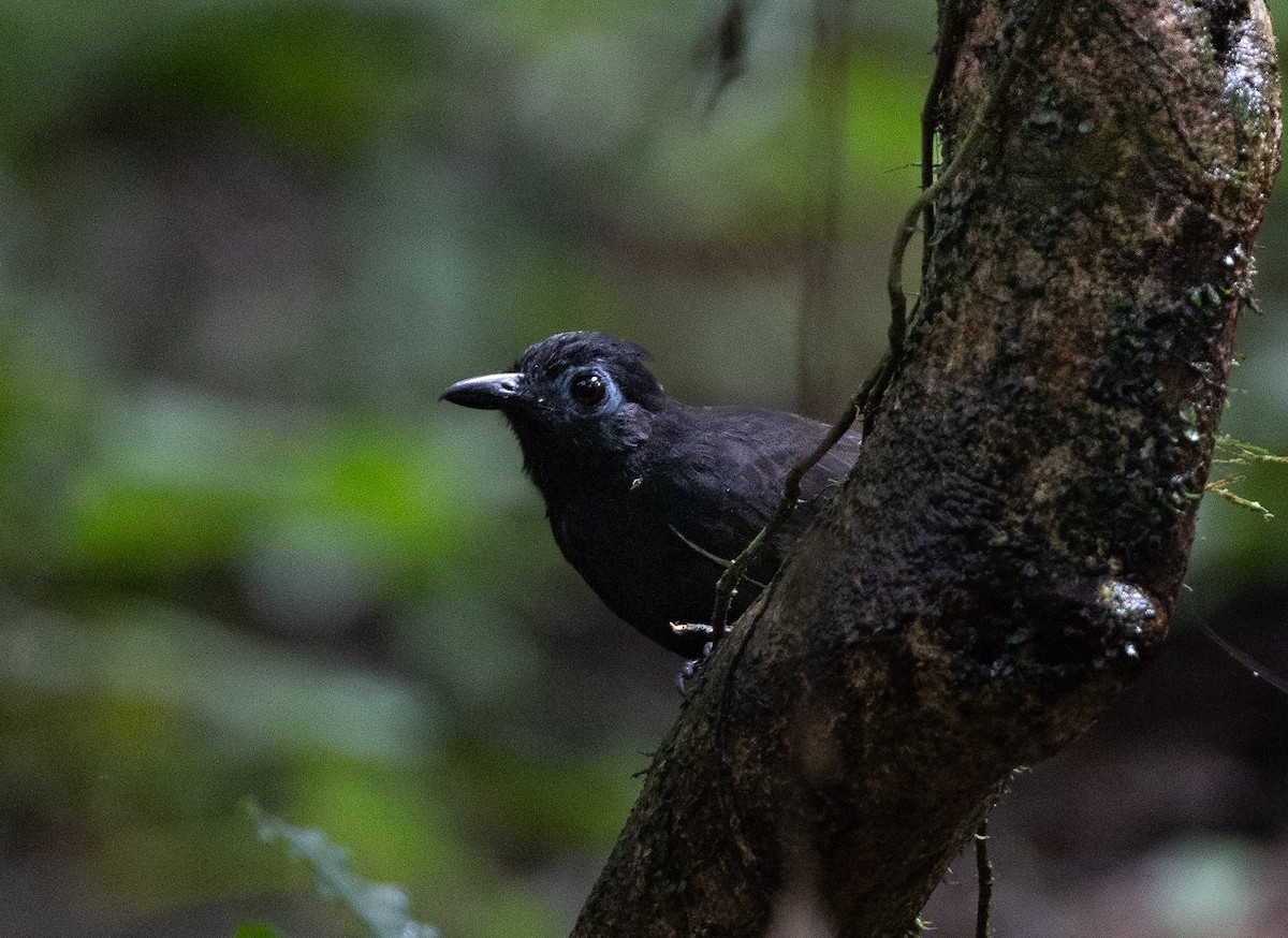Sooty Antbird - ML636548391