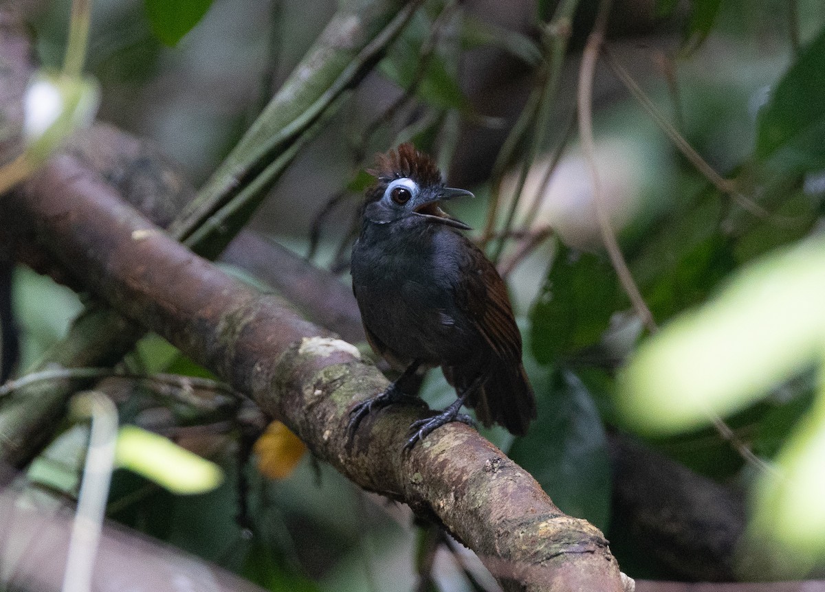 Sooty Antbird - ML636548395