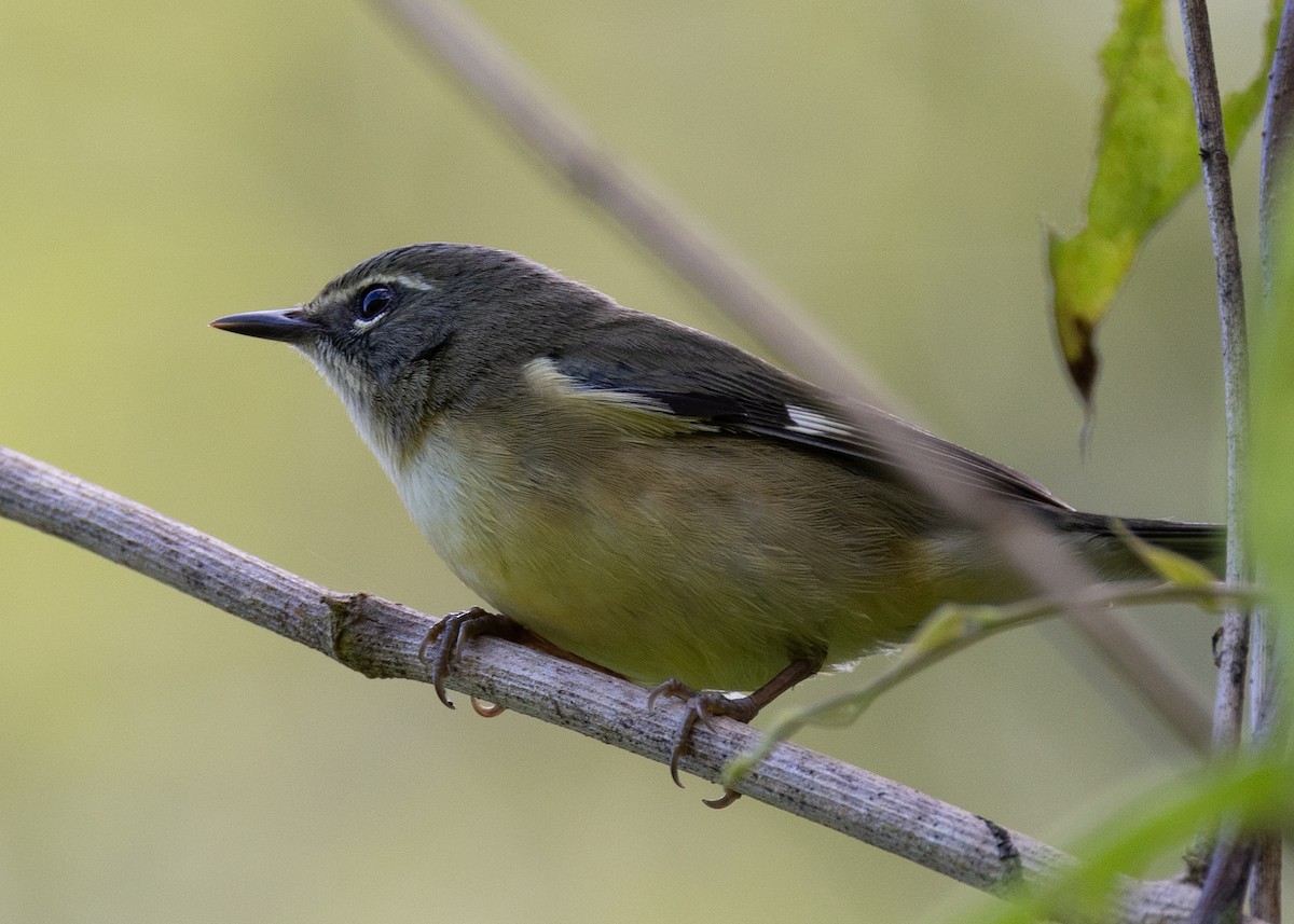 Black-throated Blue Warbler - ML636548407
