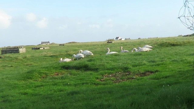Whooper Swan - ML636548409