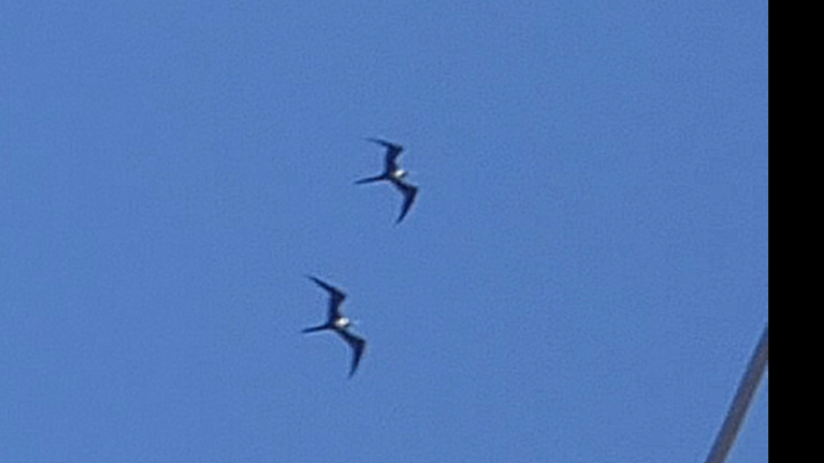 Prachtfregattvogel - ML636548434