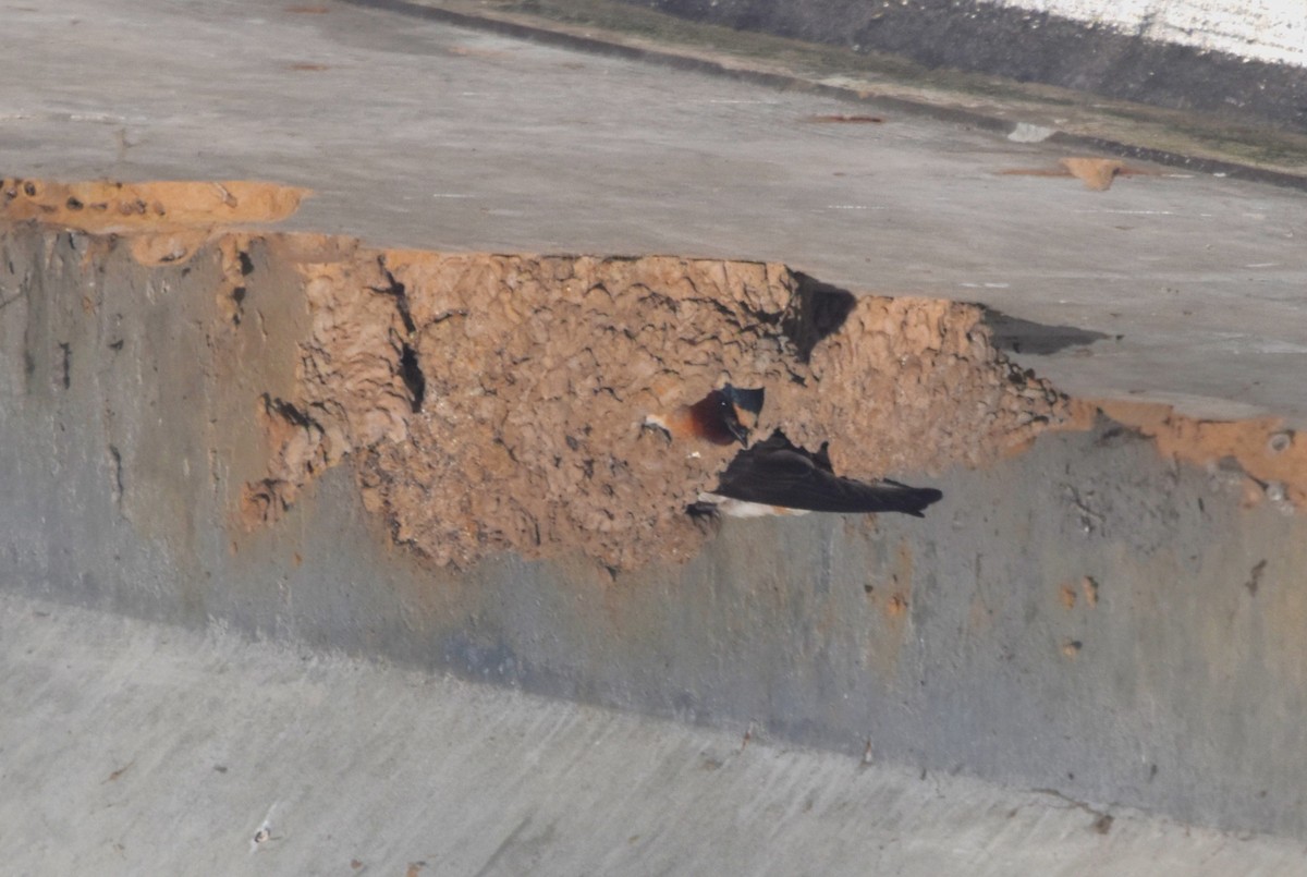 Cliff Swallow - ML636548445