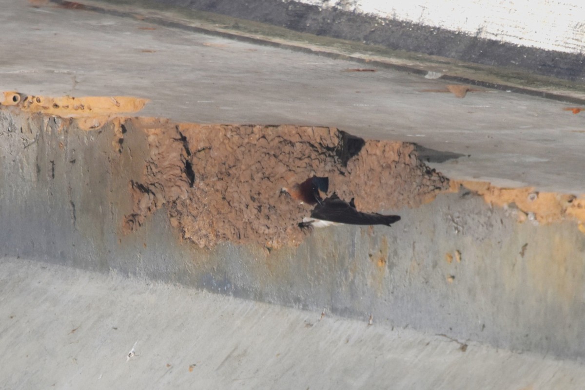 Cliff Swallow - ML636548446