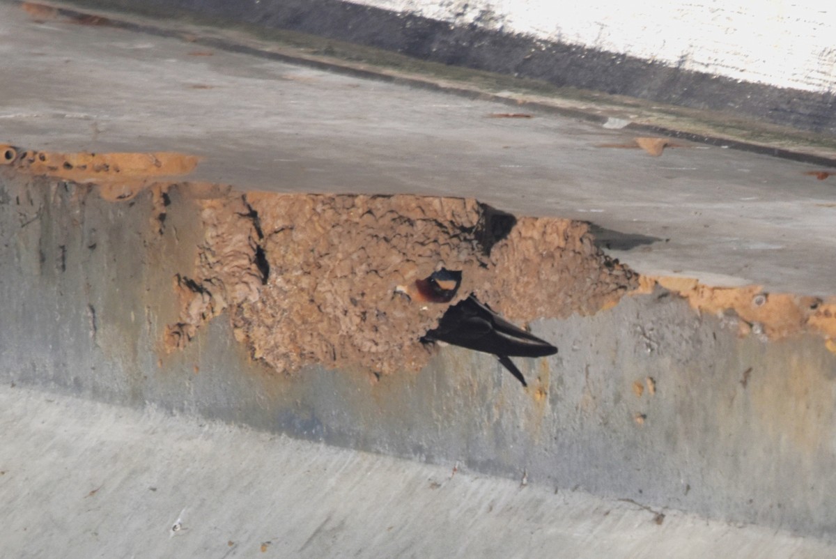 Cliff Swallow - ML636548448