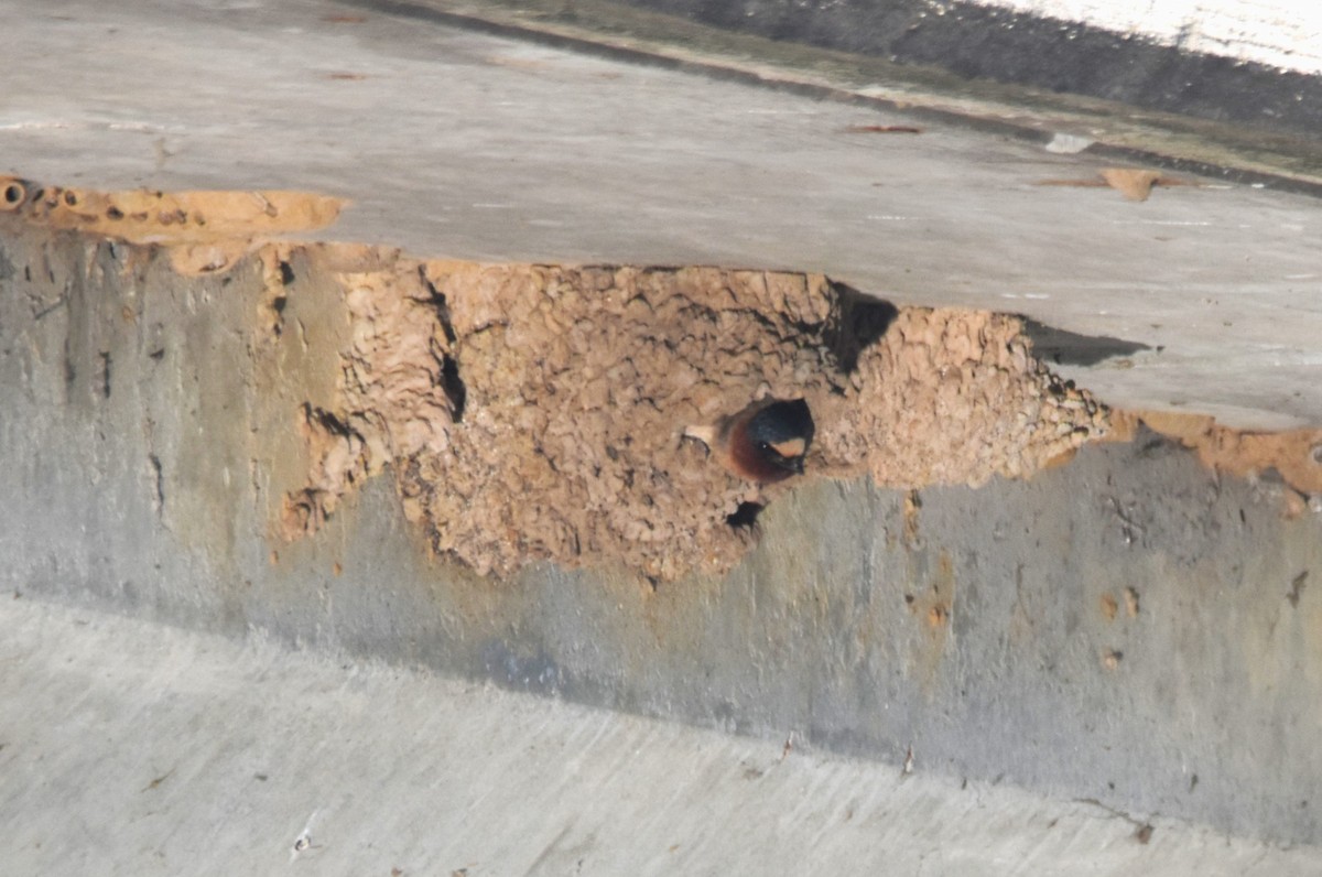 Cliff Swallow - ML636548460