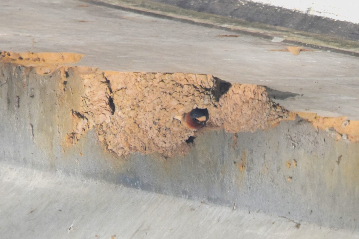 Cliff Swallow - ML636548461