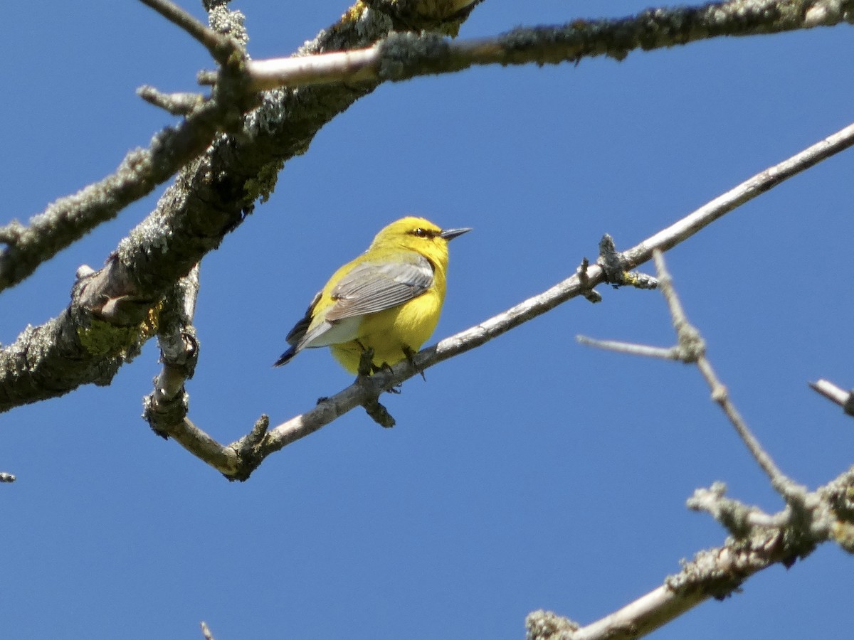 Blue-winged Warbler - ML636548604