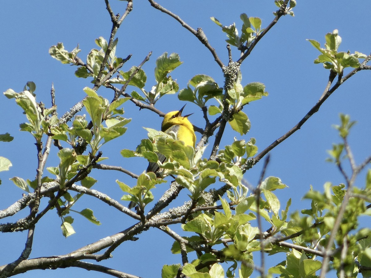 Blue-winged Warbler - ML636548605