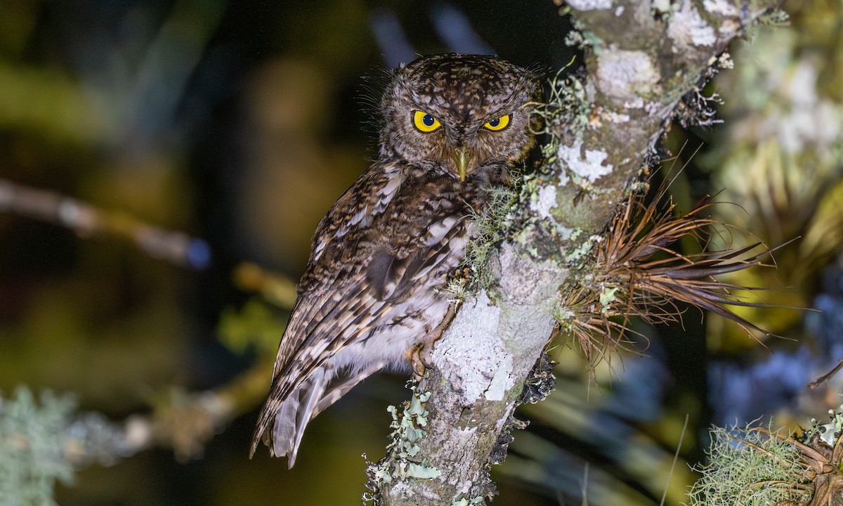 Bearded Screech-Owl - ML636548627