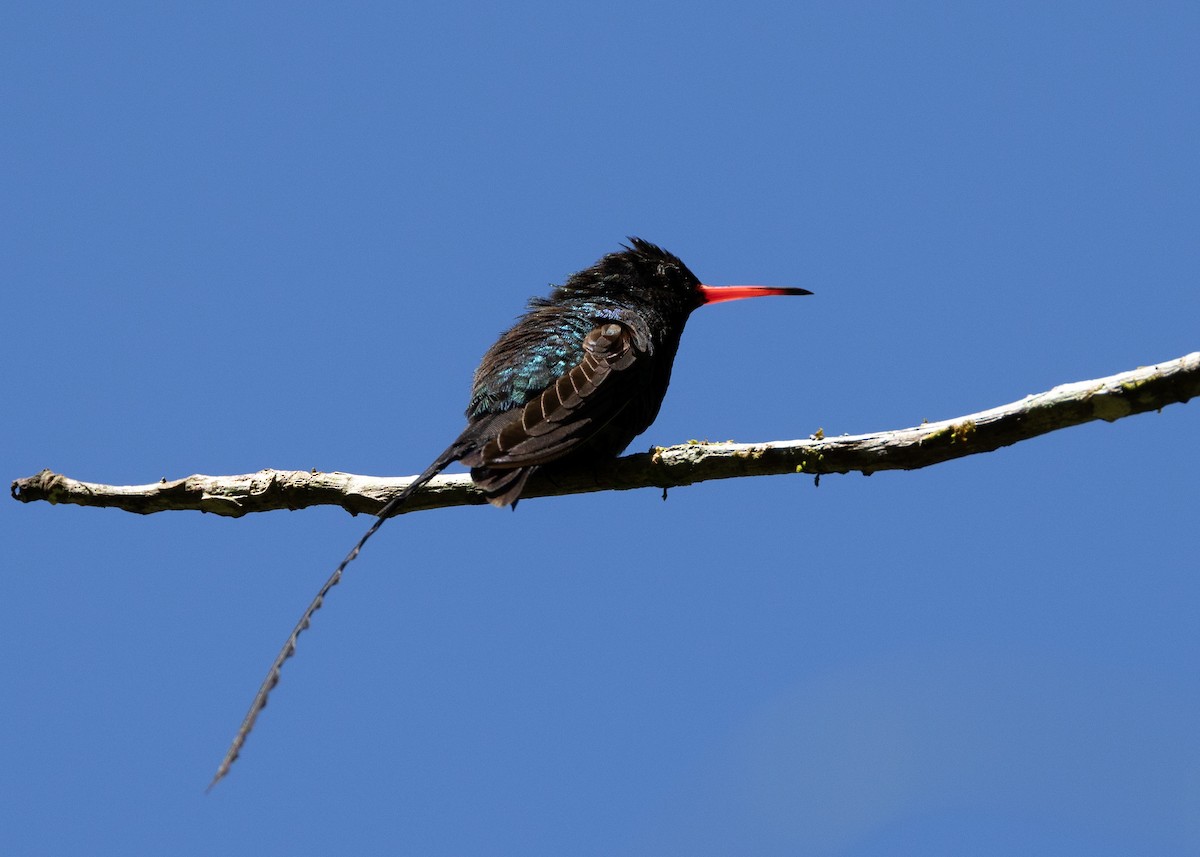 Red-billed Streamertail - ML636548686