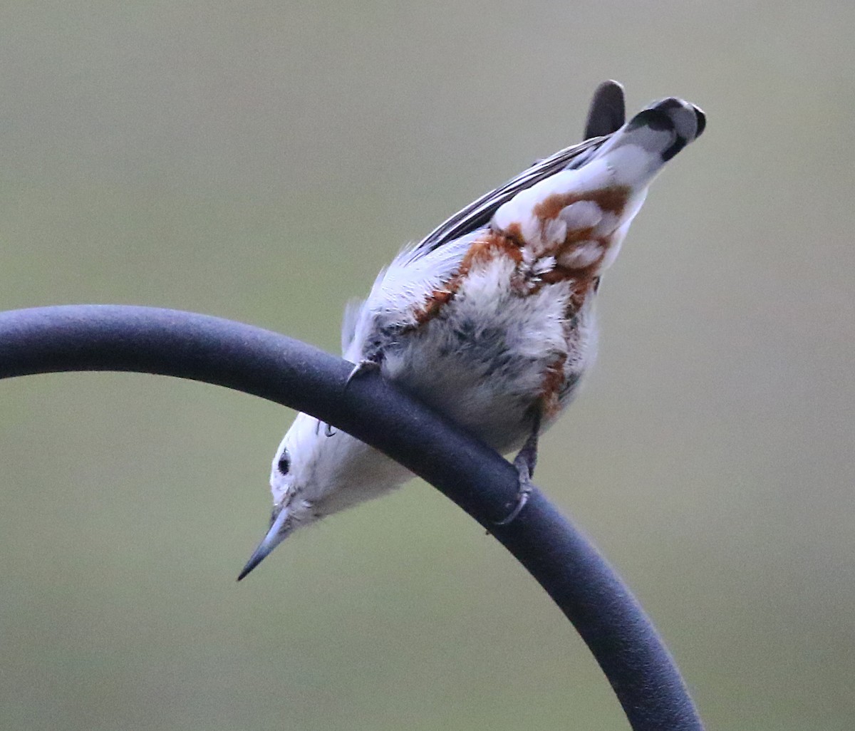 White-breasted Nuthatch (Eastern) - ML636548721