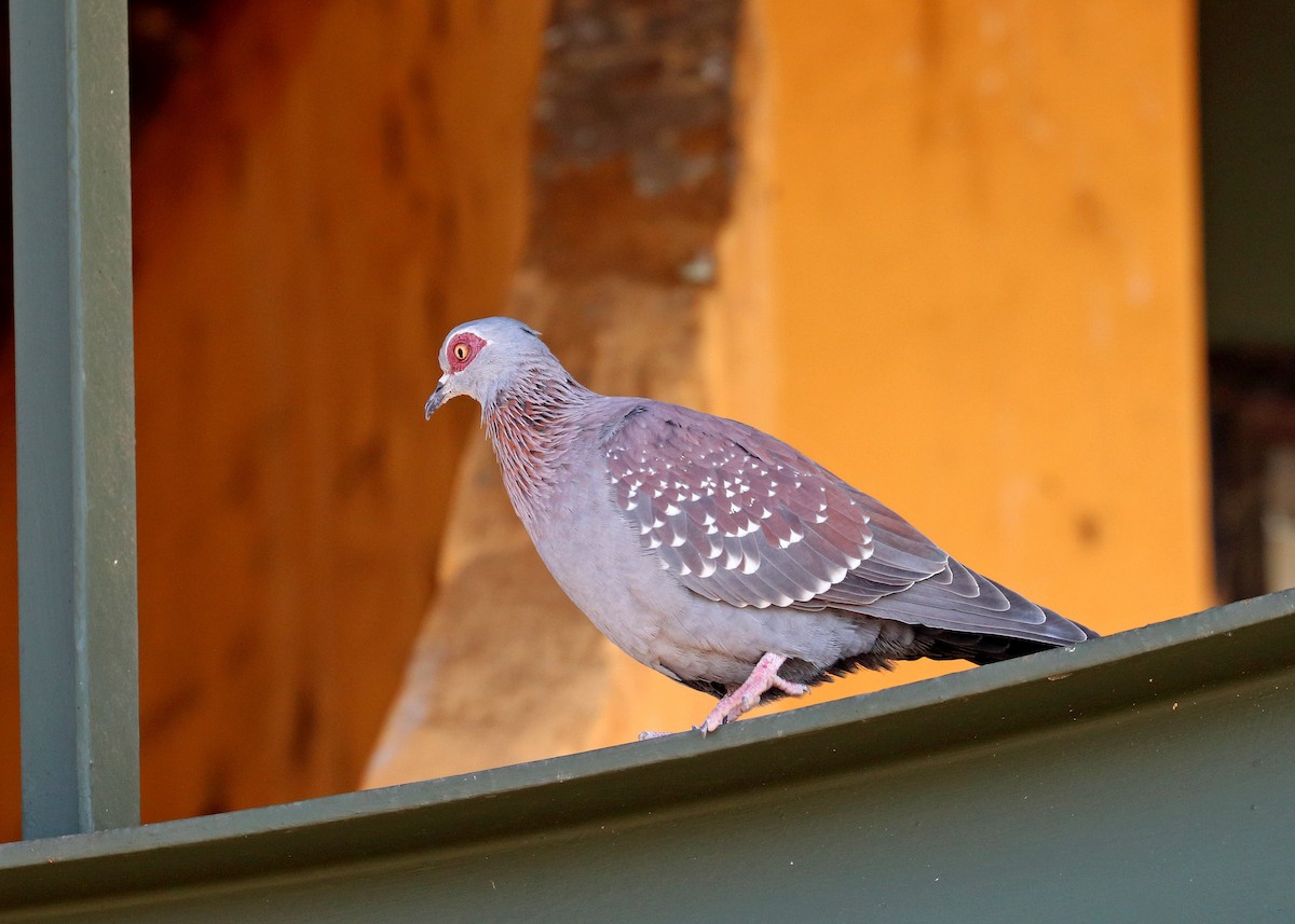 Speckled Pigeon - ML636548723