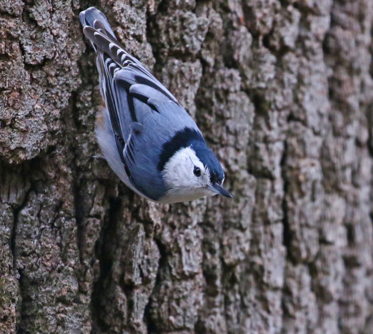 White-breasted Nuthatch (Eastern) - ML636548724