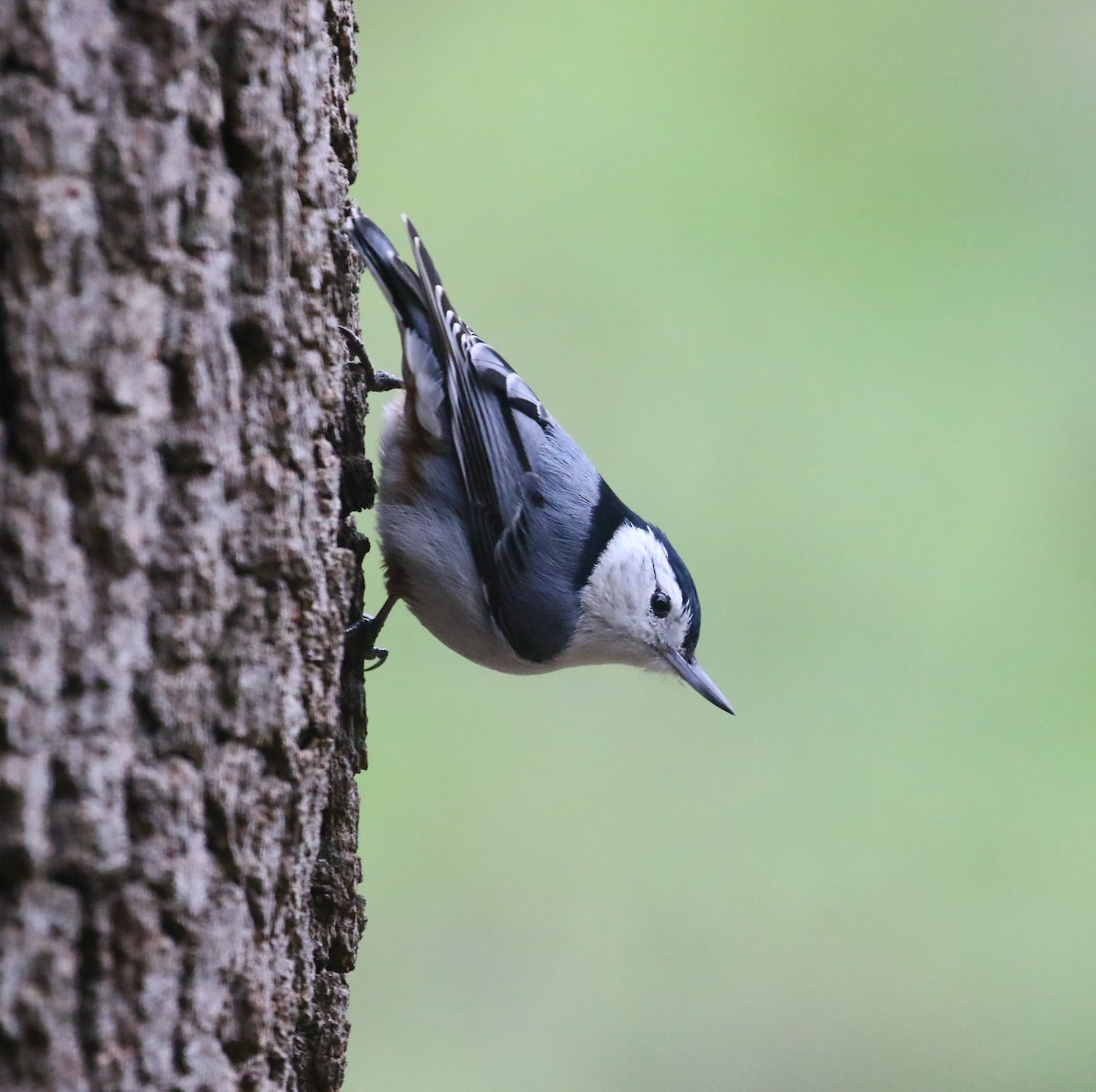 White-breasted Nuthatch (Eastern) - ML636548725